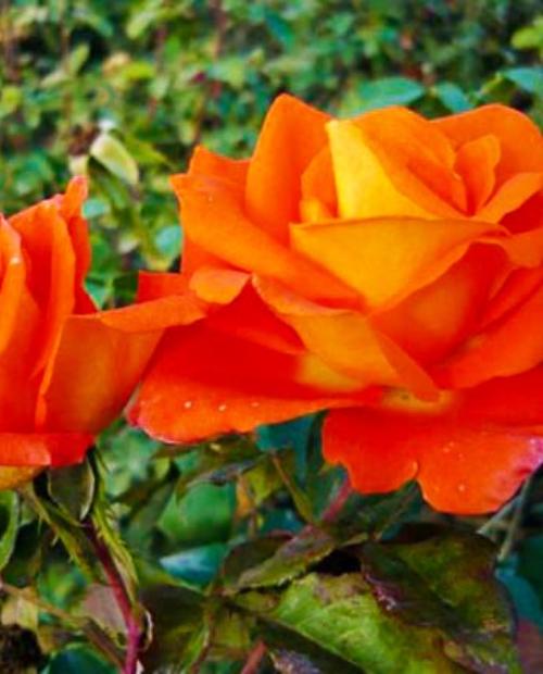 Роза чайно-гибридная оранжевая "Моника" (саженец класса АА+) высший сорт фото-2