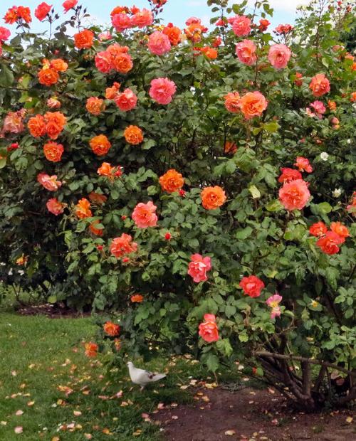 Роза плетистая оранжево-розовая полумахровая "Жемчужина стиля" (Pearl of style) (премиальный выносливый сорт) фото-1