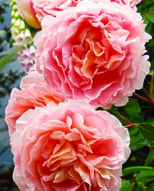Роза английская белая нежно-абрикосовая "Ариана" (Ariana) (саженец класса АА+, премиальный махровый сорт) фото-