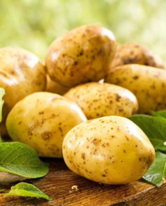 Семенной картофель "Винета" 1 кг