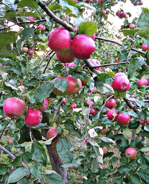 Яблоня розово-красная "Вишневая" (зимний, морозоустойчивый сорт) фото-1