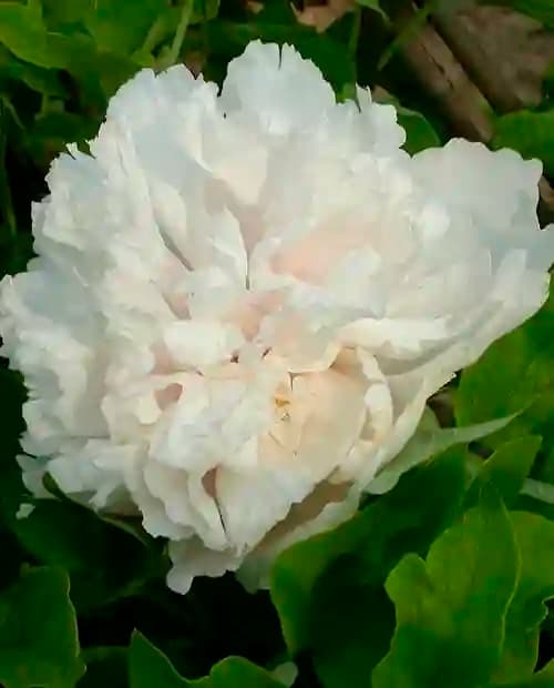 Пион древовидный белый "White" (корневая окс) фото-3