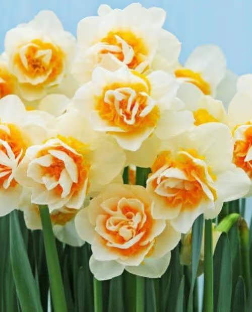 Нарцисс "Flower Parade" 2шт в упаковке фото-1