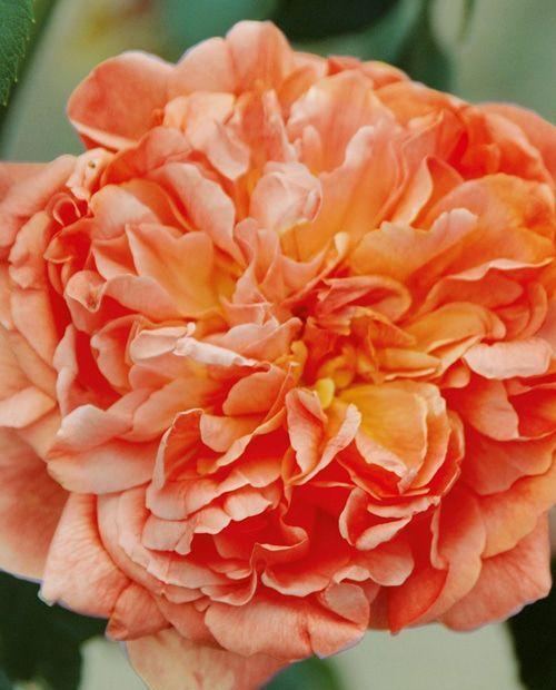 Роза плетистая оранжево-розовая полумахровая "Алхимист" (саженец класса АА+) высший сорт  фото-1
