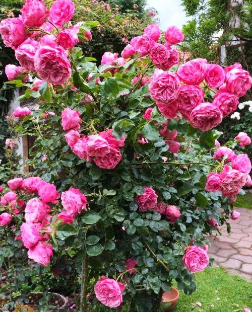 Роза флорибунда ярко-розовая "Леонардо да Винчи" (саженец класса АА+) высший сорт фото-1