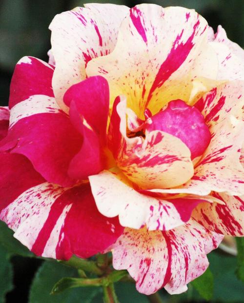 Роза флорибунда желто-красная "Морис Утрилло" (саженец класса АА+) высший сорт фото-2