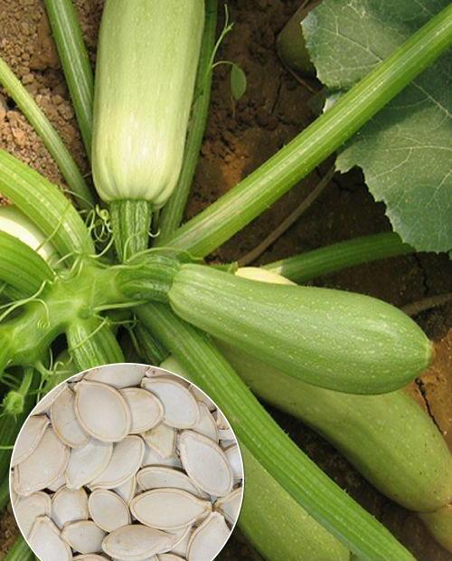 Кабачок Кустовой ранний фото-0