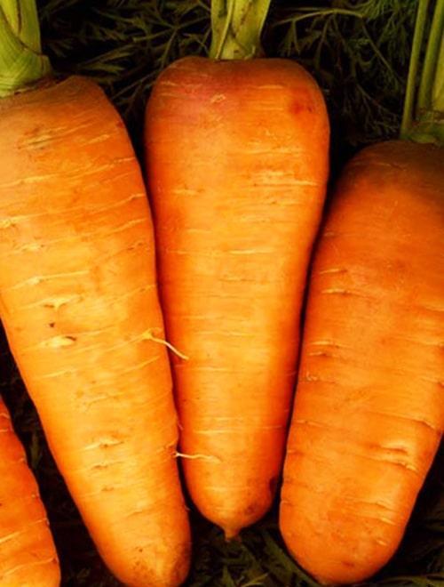 Морковь "Артек" 1г фото-0