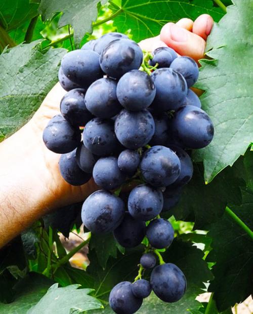 Виноград темно-синий "Сфинкс" (столовый сорт, ранний срок созревания) фото-2