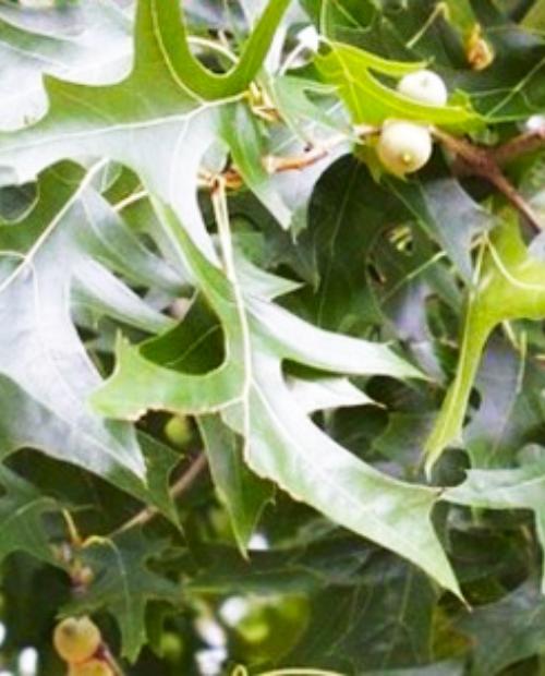 Дуб Болотный (Quercus palustris) (контейнер p9) фото-3