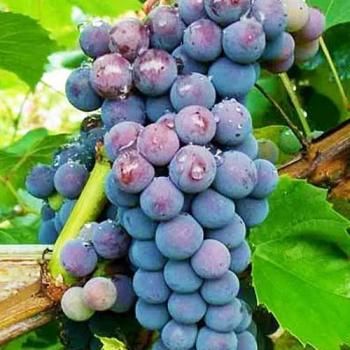 Виноград синий "Амурский" (средний срок созревания)