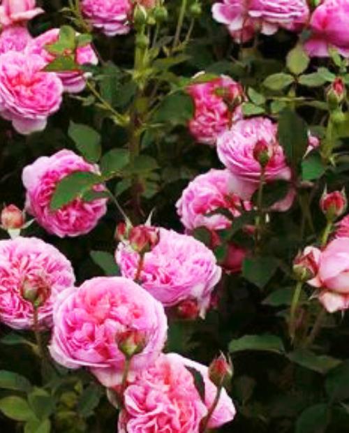 Роза английская ярко-розовая "Боскобель" (саженец класса АА+) высший сорт фото-2