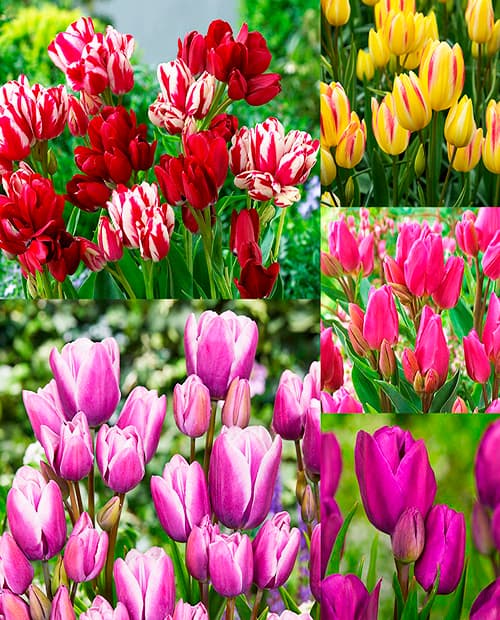 Тюльпан Микс (Multiflowering Mix) многоцветковый 3шт в упаковке (размер 11\12) фото-2