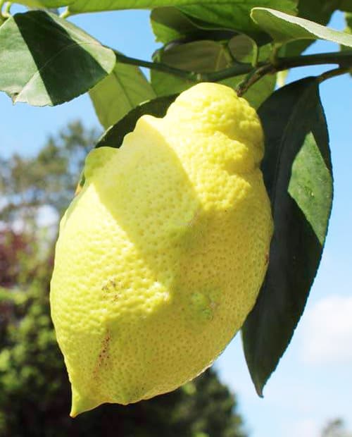 Лимон "Лунарио" (гибридный сорт) (корневая окс) фото-1