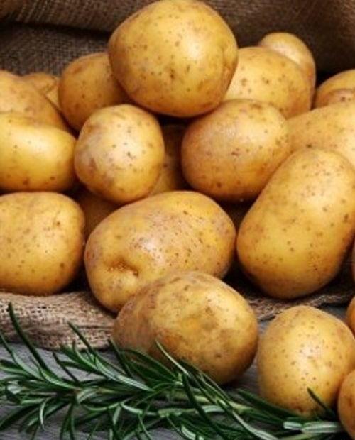 Семенной картофель Гала – купить в интернет-магазине Агро-Ма��кет24