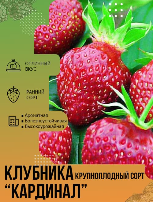 Клубника Кардинал (крупноплодный сорт, ранний срок созревания) 5шт фото-4