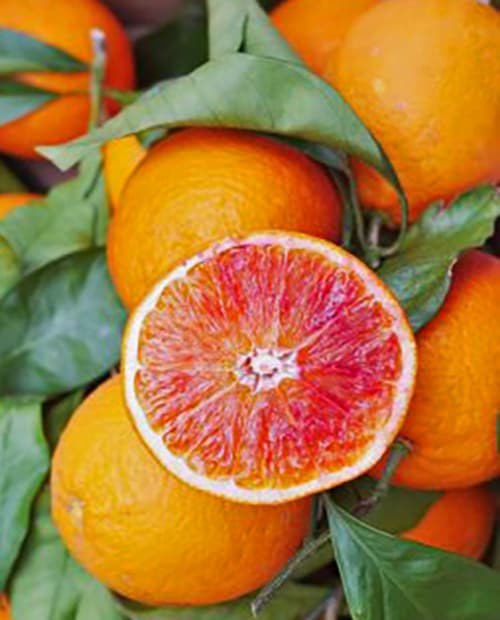 Апельсин Тарокко фото-0