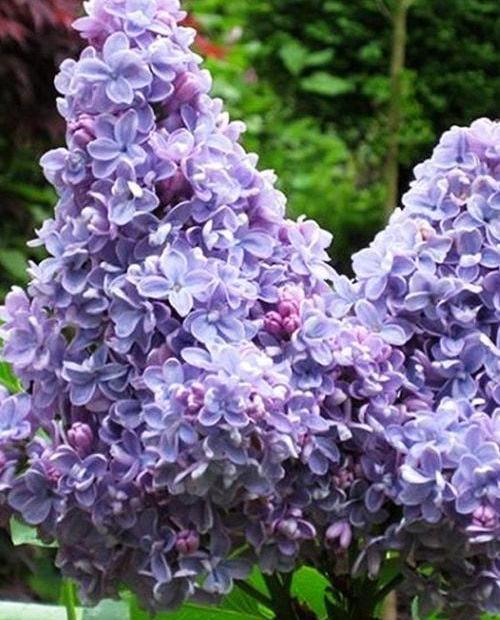 Сирень Красотка светло-фиолетовая (позднего срока цветения) (контейнер p9) 1-год фото-0