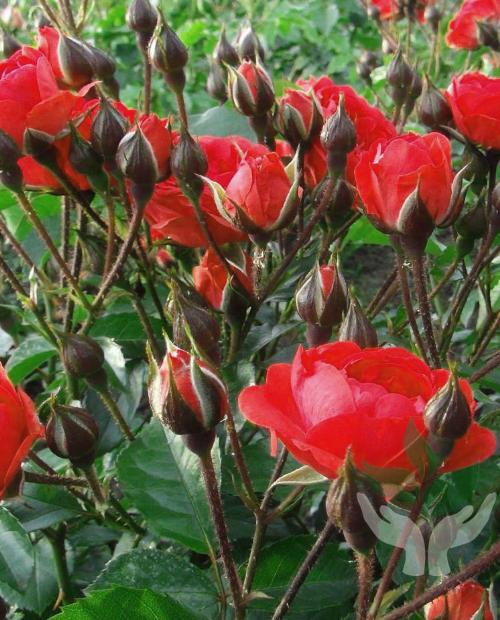Роза спрей красно-малиновая "Таманго" (саженец класса АА+) высший сорт фото-1