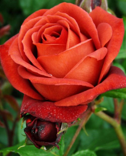 Роза чайно-гибридная кофейно-коричневая "Терракота" (саженец класса АА+) высший сорт  фото-