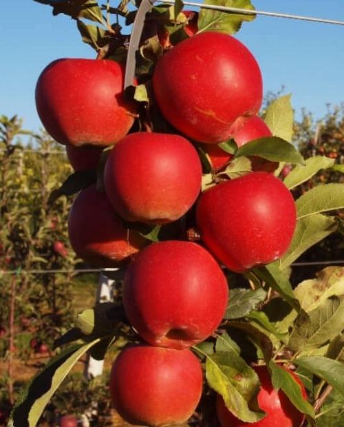 Яблоня красная "Гала" (средний срок созревания) фото-1