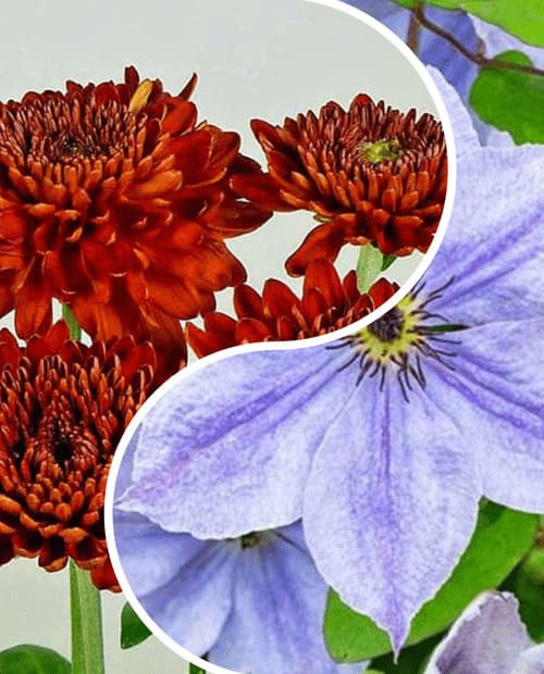 Клематис и хризантема, комплект из 2 сортов "Цветочная сага" (Flower saga) 2 шт саженцев фото-0