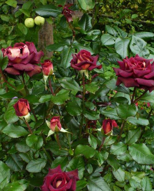 Роза флорибунда  темно-красная "Эдди Мидчелл" (саженец класса АА+) высший сорт фото-1
