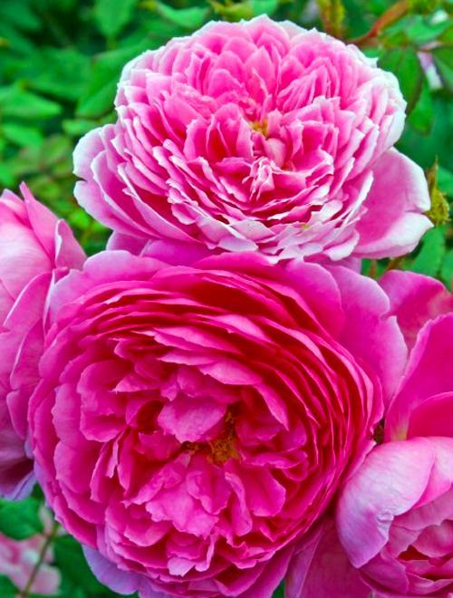 Эксклюзив! Роза английская ярко-розовая "Агат" (Agate) (саженец класса АА+, премиальный, очень ароматный сорт) фото-