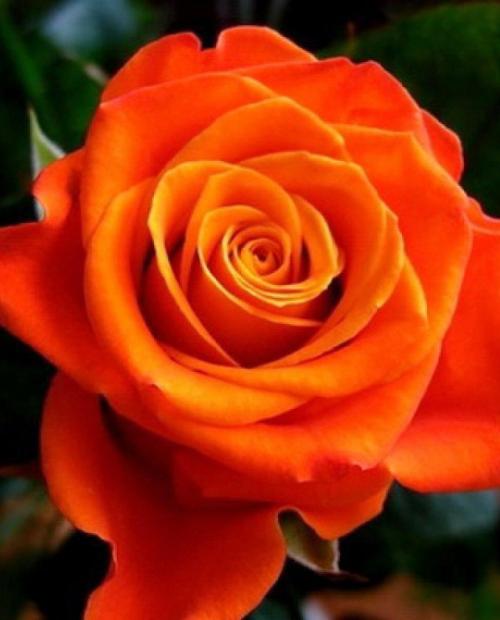 Роза чайно-гибридная оранжевая "Моника" (саженец класса АА+) высший сорт фото-1