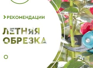 Обрезка роз летом