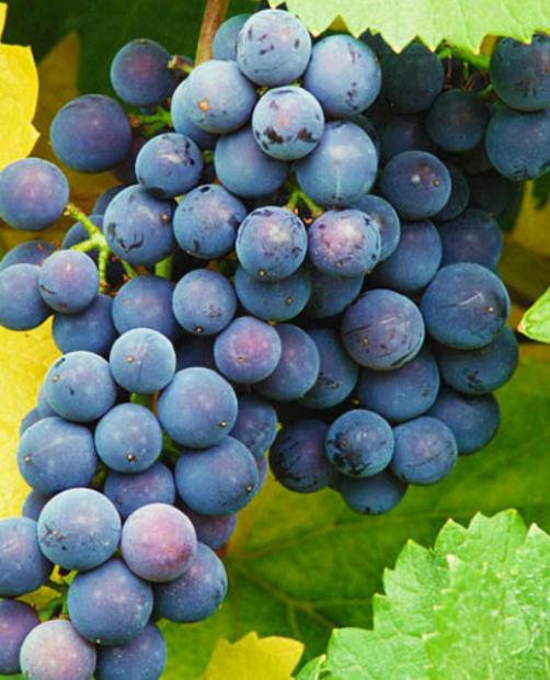 Виноград Сканворд синий (винный сорт, средний срок созревания) фото-1