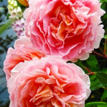 Роза английская белая нежно-абрикосовая "Ариана" (Ariana) (саженец класса АА+, премиальный махровый сорт)