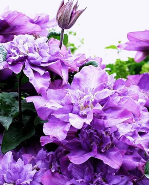 Клематис махровый Вывьян Пеннелл (Vyvyan Pennell) фиолетовый (корневая окс) фото-2