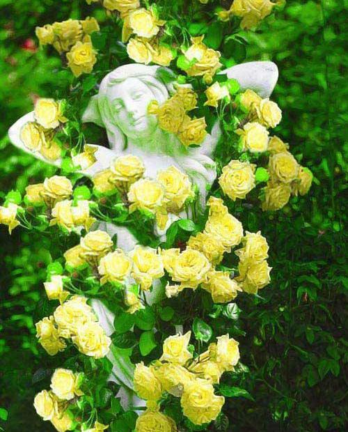 Роза плетистая ярко желтая "Солнце свет" (Sun light) (премиальный морозостойкий сорт) фото-0