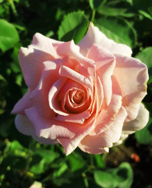 Роза парковая нежно-розовая "Фредерик Мистраль" (саженец класса АА+) высший сорт фото-1