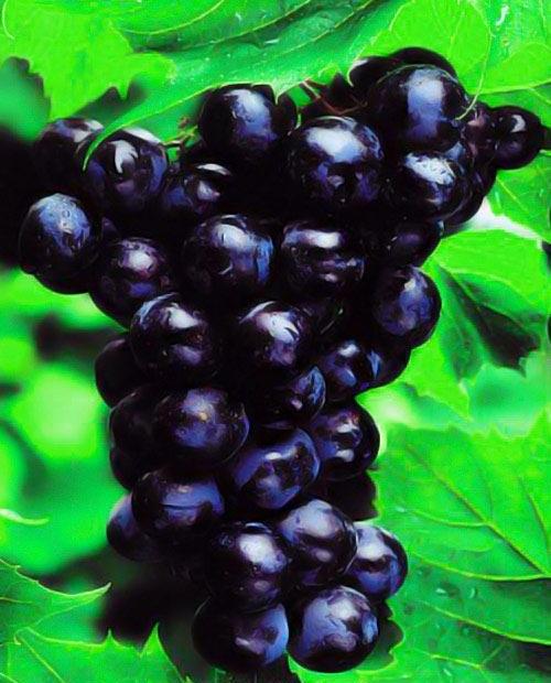 Виноград темно-синий "Сфинкс" (столовый сорт, ранний срок созревания) фото-
