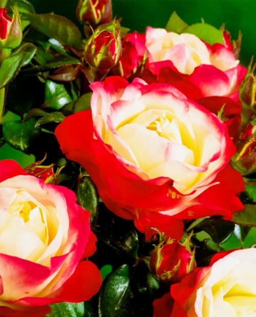 Роза чайно-гибридная бело-красная "Ностальгия" (саженец класса АА+) высший сорт фото-2