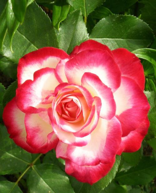 Роза флорибунда красно-белая "Юбилей С.Питербур" (саженец класса АА+) высший сорт фото-3