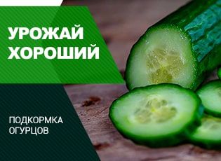 Подкормка огурцов: урожай обеспечен