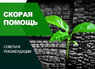 Активированный уголь: применение в саду и огороде