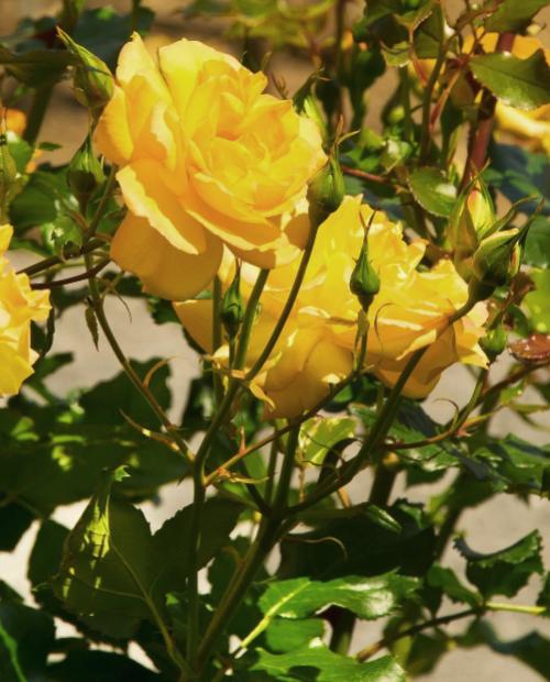 Роза плетистая ярко желтая "Солнце свет" (Sun light) (премиальный морозостойкий сорт) фото-3