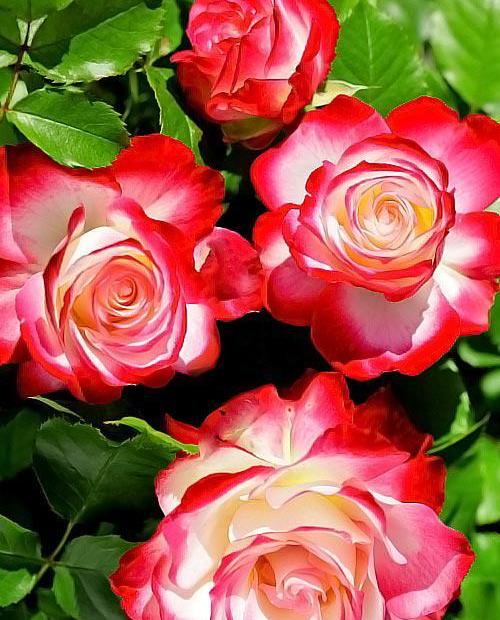 Роза флорибунда красно-белая "Юбилей С.Питербур" (саженец класса АА+) высший сорт фото-0