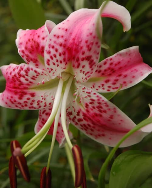 Лилия "Speciosum Rubrum" 1шт в упаковке фото-2