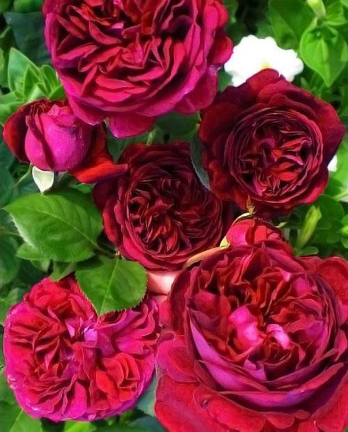Роза английская Фальстаф пурпурная (саженец класса АА+) высший сорт фото-0