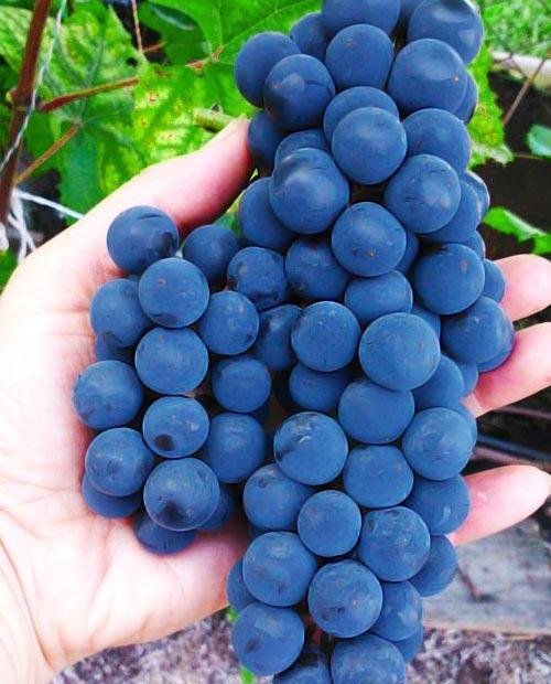 Виноград синий "Альфа" (винный сорт, средний срок созревания) фото-