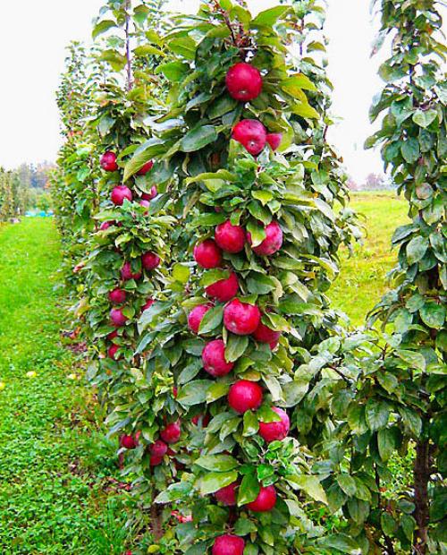 Яблоня колоновидная красная "Московское ожерелье" (среднепоздний срок созревания) фото-2