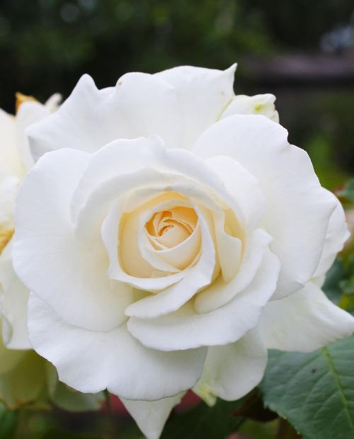 Роза чайно-гибридная белая "Анастасия" (саженец класса АА+) высший сорт фото-2