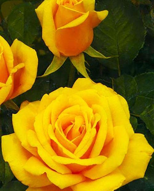 Роза чайно-гибридная золотистая "Папилон" (саженец класса АА+) высший сорт   фото-