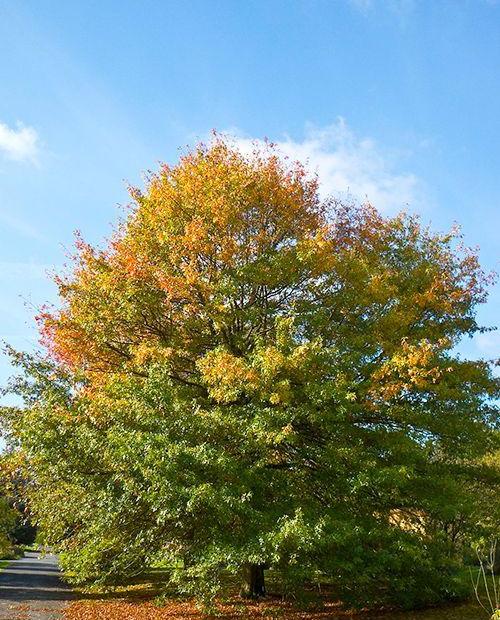 Дуб Болотный (Quercus palustris) (контейнер p9) фото-0