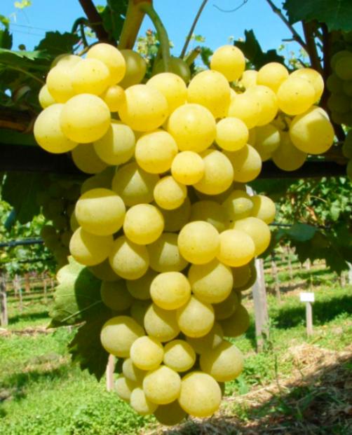 Виноград желтый "Талисман" (столовый сорт, средне-ранний срок созревания) фото-3